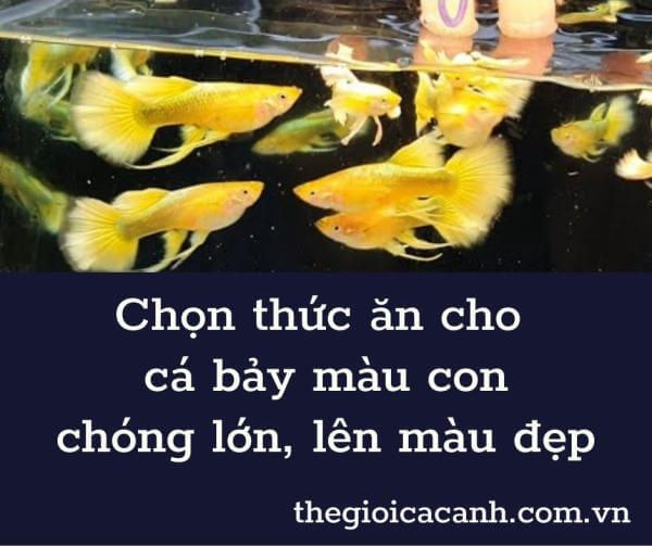 Kinh nghiệm chọn mua thức ăn cho cá bảy màu con chóng lớn, lên màu đẹp