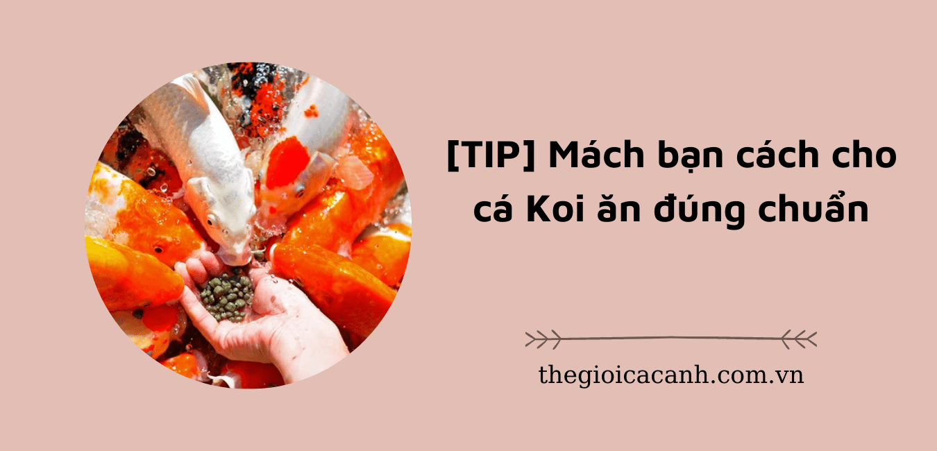 [TIP] Mách bạn cách cho cá koi ăn đúng chuẩn