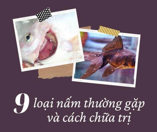 9 loại nấm thường gặp nhất và các loại thuốc trị nấm cho cá cảnh