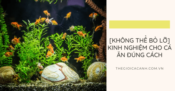 [KHÔNG THỂ BỎ LỠ] Kinh nghiệm cho cá ăn đúng cách