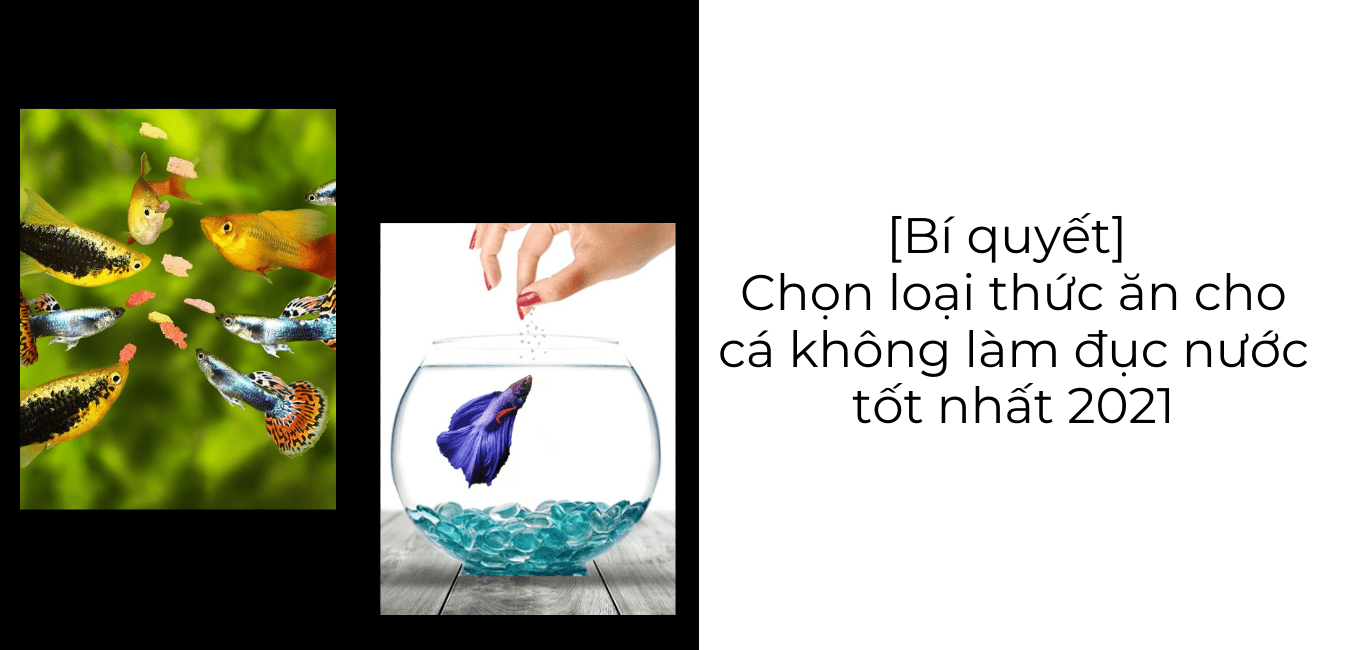 [Bí quyết] Chọn loại thức ăn cho cá không làm đục nước tốt nhất 2021