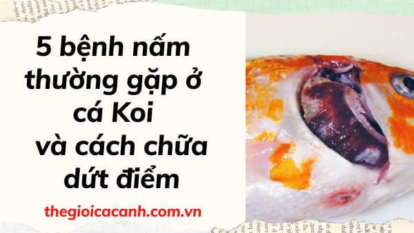 5 bệnh nấm thường gặp ở cá Koi và cách chữa trị DỨT ĐIỂM