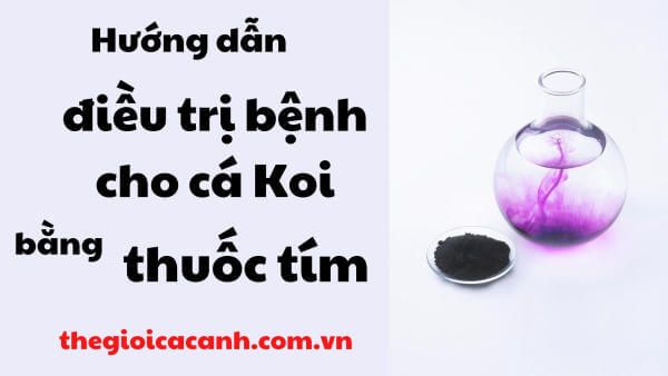 Hướng dẫn điều trị bệnh bằng thuốc tím cho cá Koi