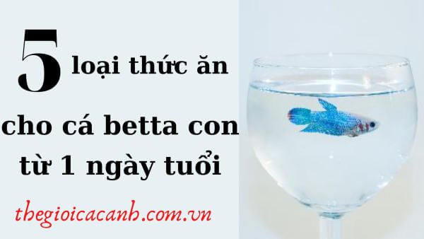 5 loại thức ăn cho cá betta con từ một ngày tuổi