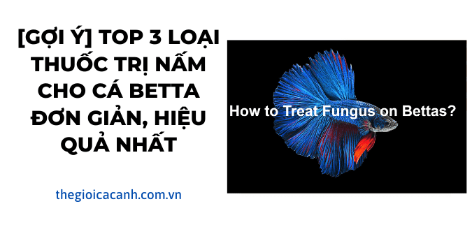 [GỢI Ý] Top 3 loại thuốc trị nấm cá betta đơn giản, hiệu quả nhất