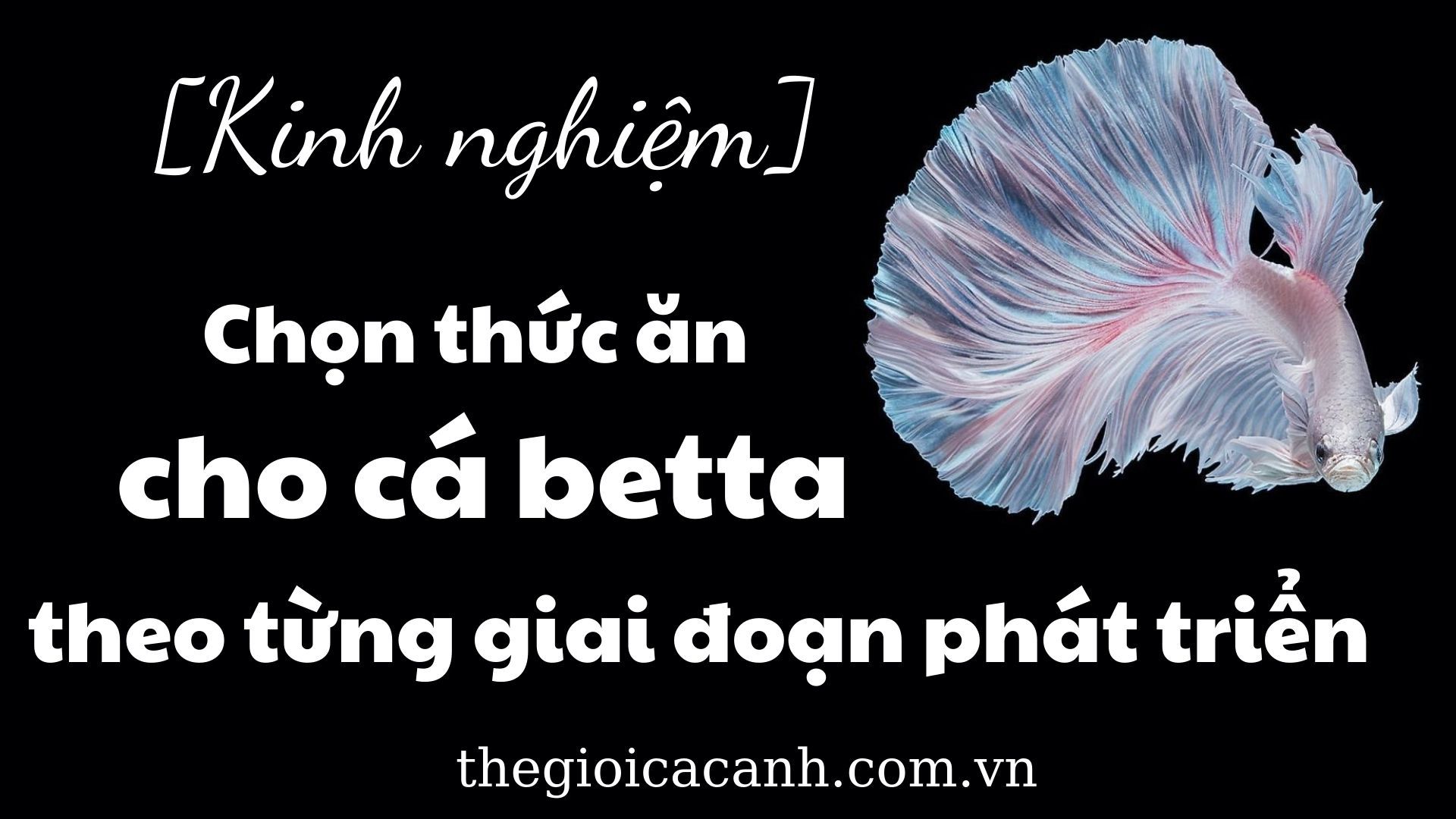 Kinh nghiệm chọn thức ăn cho cá betta theo từng giai đoạn phát triển