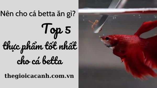 Top 5 thức ăn tốt nhất cho cá betta bạn nên biết