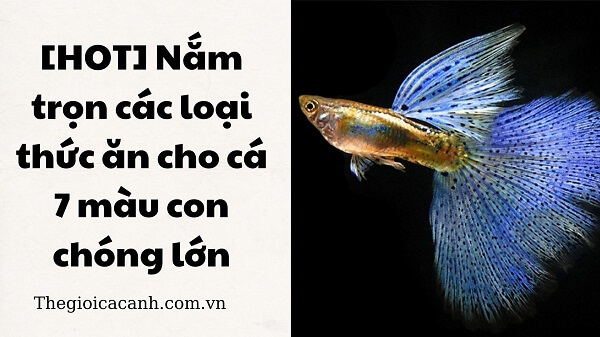 [HOT] Nắm trọn các loại thức ăn cho cá 7 màu con chóng lớn