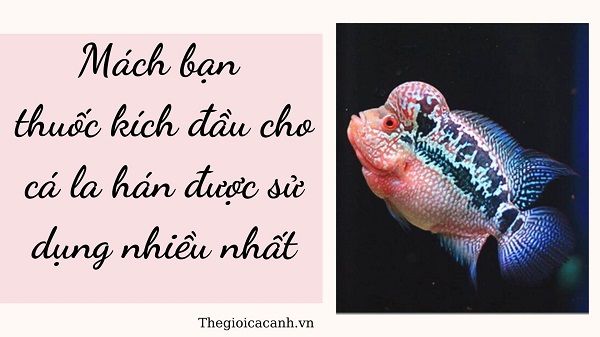 Mách bạn thuốc kích đầu cho cá la hán được sử dụng nhiều nhất