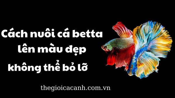 Bật mí cách nuôi cá betta lên màu đẹp không thể bỏ lỡ