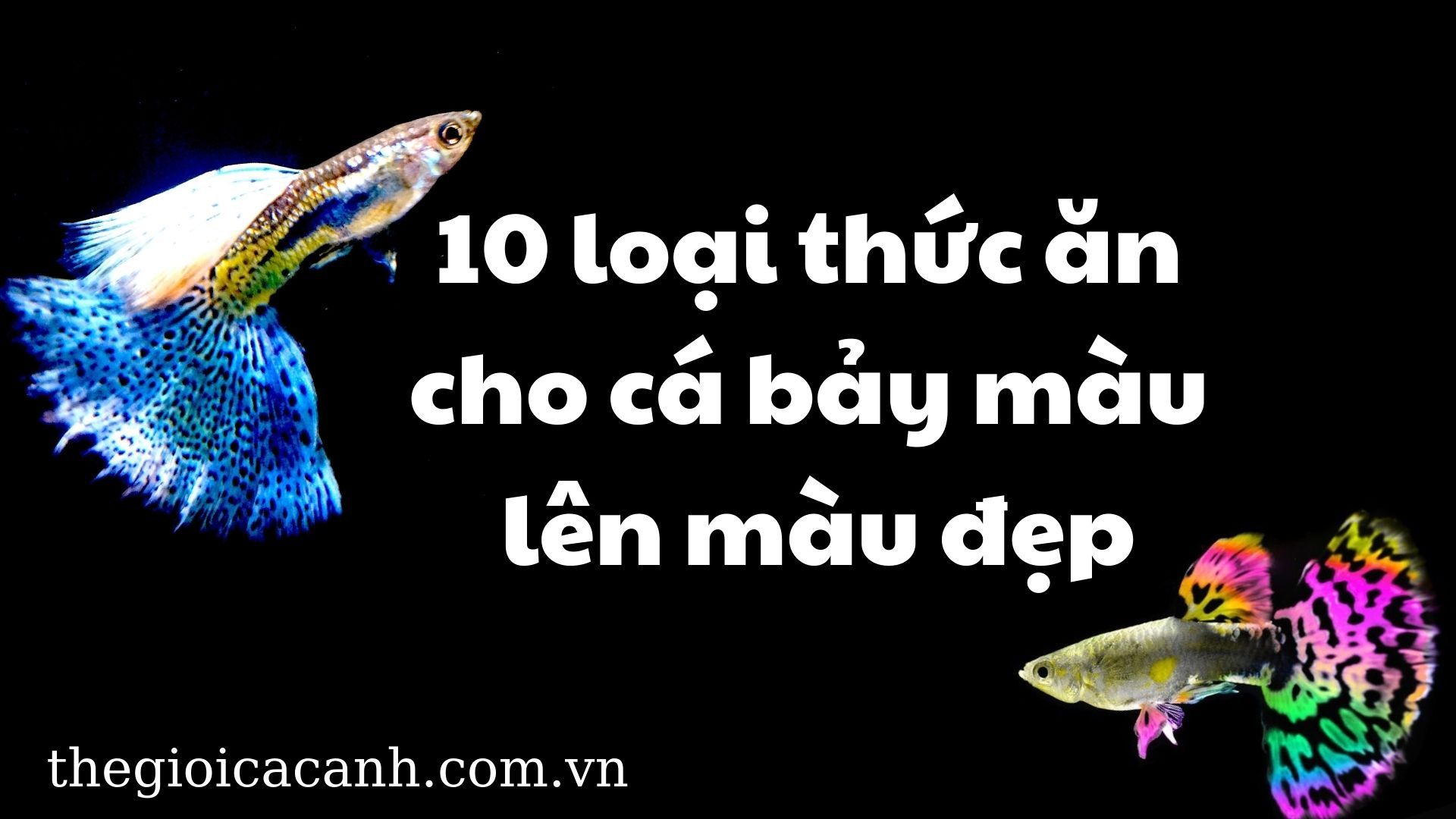 10 loại thức ăn cho cá bảy màu lên màu đẹp bạn đã biết chưa?