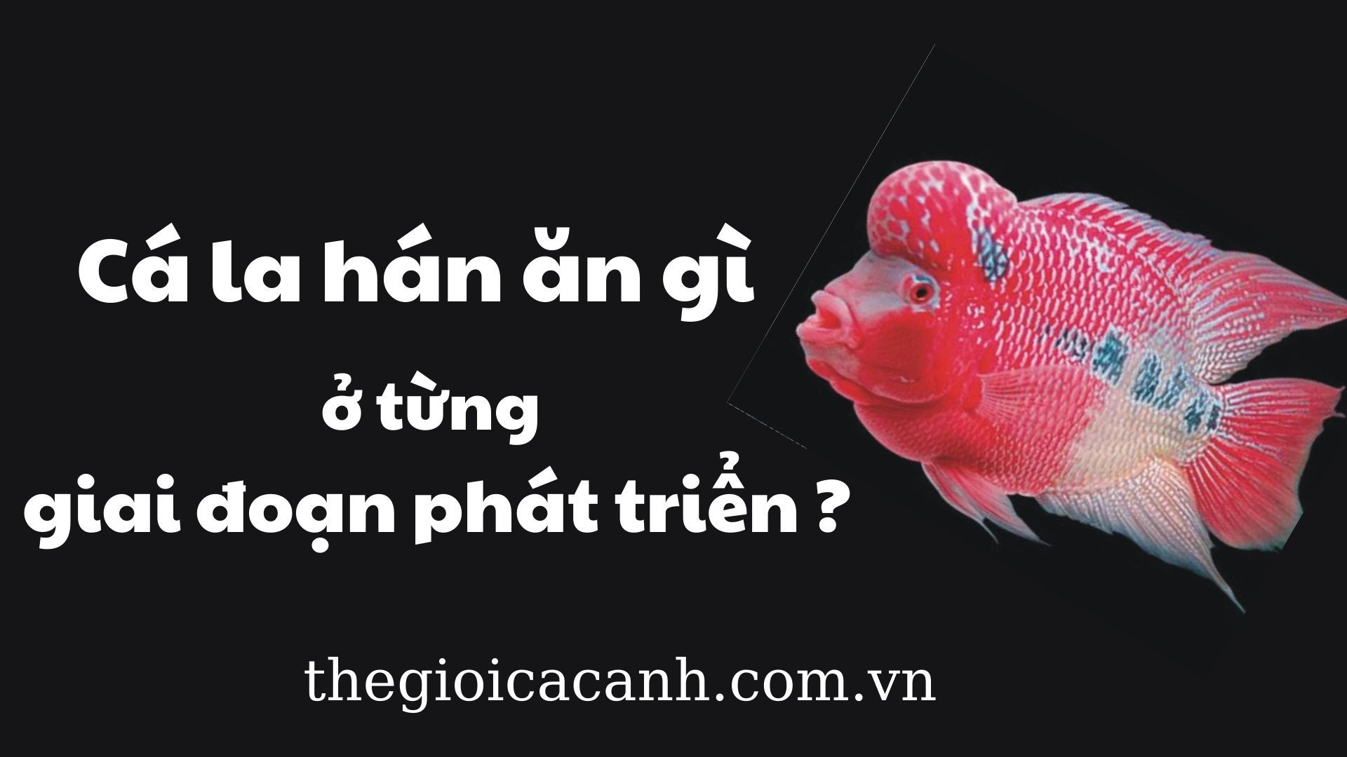 Cá la hán ăn thức ăn gì ở mỗi chu kỳ phát triển? Vài điều bạn nên biết