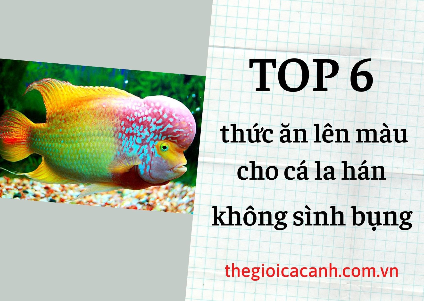 Top 6 thức ăn cho cá la hán lên màu không bị sình bụng