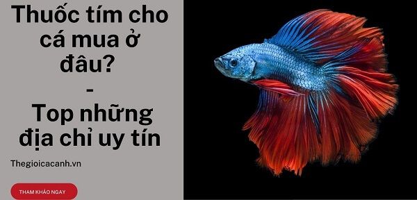 Thuốc tím cho cá mua ở đâu - Top những địa chỉ uy tín