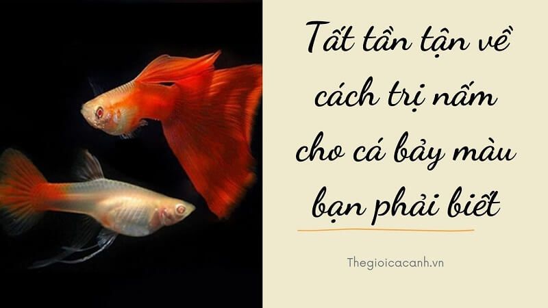 Tất tần tận về cách trị nấm cho cá bảy màu bạn phải biết