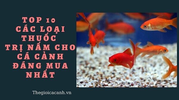 Top 10 các loại thuốc trị nấm cho cá cảnh đáng mua nhất