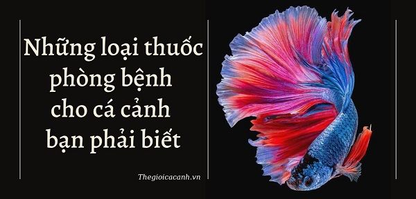 Những loại thuốc phòng bệnh cho cá cảnh bạn phải biết