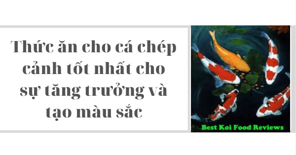 Thức ăn cho cá chép cảnh tốt nhất cho sự tăng trưởng và tạo màu sắc