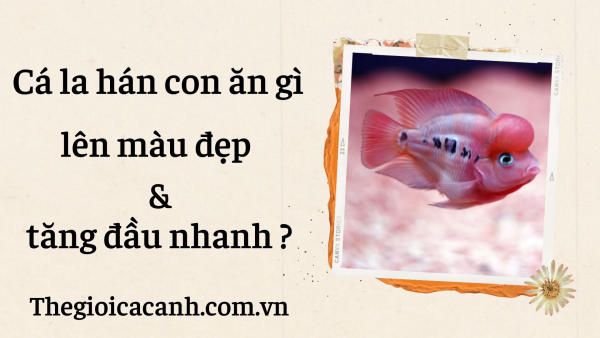 Cá la hán con ăn gì giúp lên màu đẹp và tăng đầu nhanh?