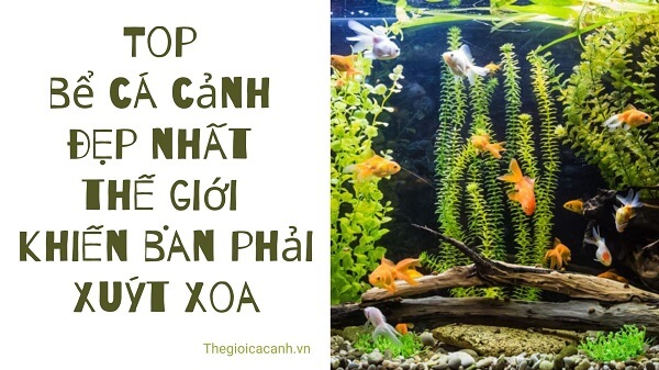 Top bể cá cảnh đẹp nhất thế giới khiến bạn phải xuýt xoa