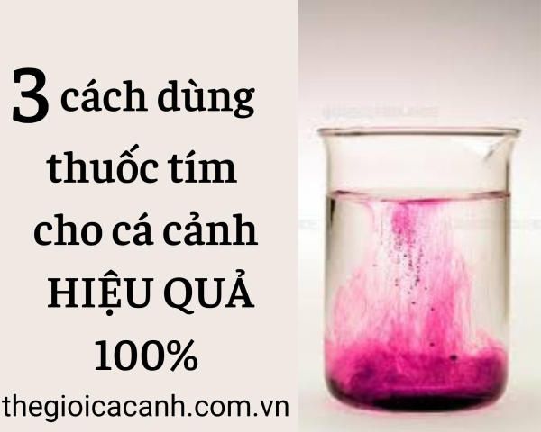 3 cách sử dụng thuốc tím cho cá cảnh HIỆU QUẢ 100%