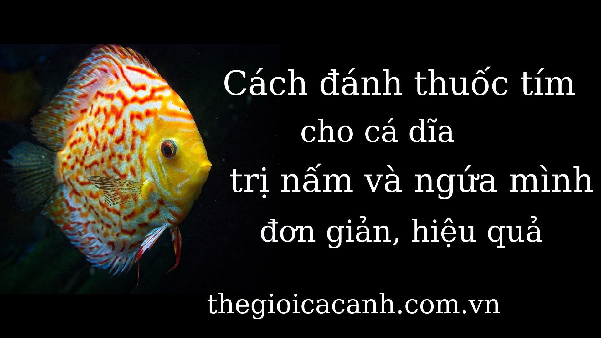 Cách đánh thuốc tím cho cá dĩa trị nấm và ngứa mình đơn giản, hiệu quả