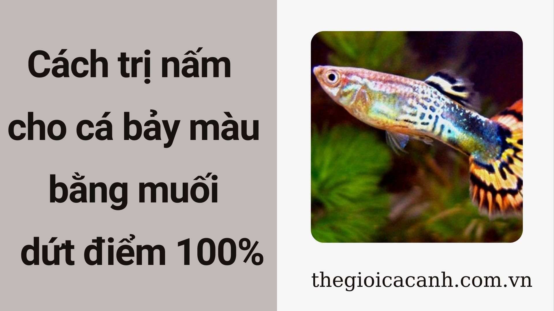 Cách trị nấm cho cá bảy màu bằng muối biển an toàn và dứt điểm 100%