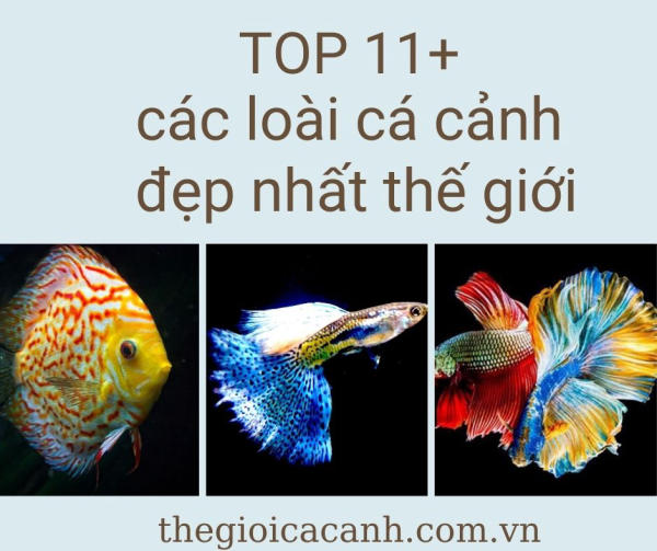 Bật mí top 11+ các loài cá cảnh đẹp nhất thế giới