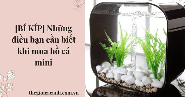 [BÍ KÍP] Những điều bạn cần biết khi mua hồ cá mini