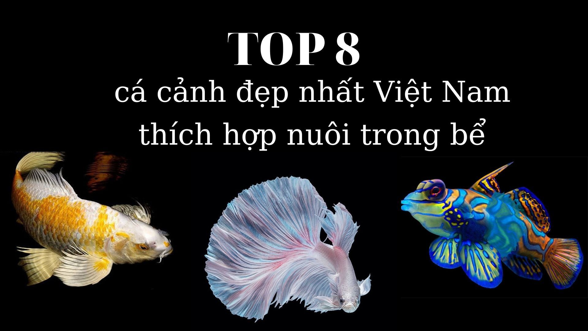 [GỢI Ý] TOP 8 cá cảnh đẹp nhất Việt Nam cho bể cá nhà bạn