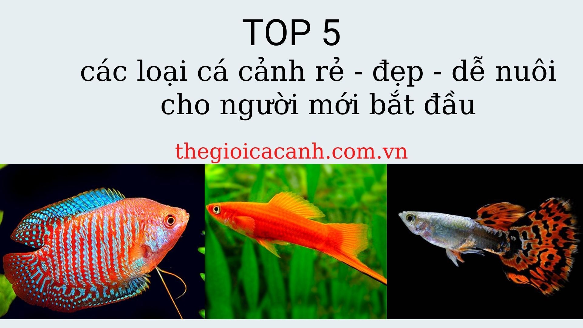 TOP 5+ các loại cá cảnh rẻ đẹp và dễ nuôi cho người mới bắt đầu nuôi cá