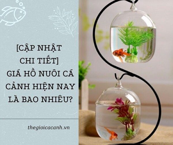 [CẬP NHẬT CHI TIẾT] Giá hồ nuôi cá cảnh hiện nay là bao nhiêu?