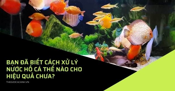 Bạn đã biết cách xử lý nước hồ cá thế nào cho hiệu quả chưa?