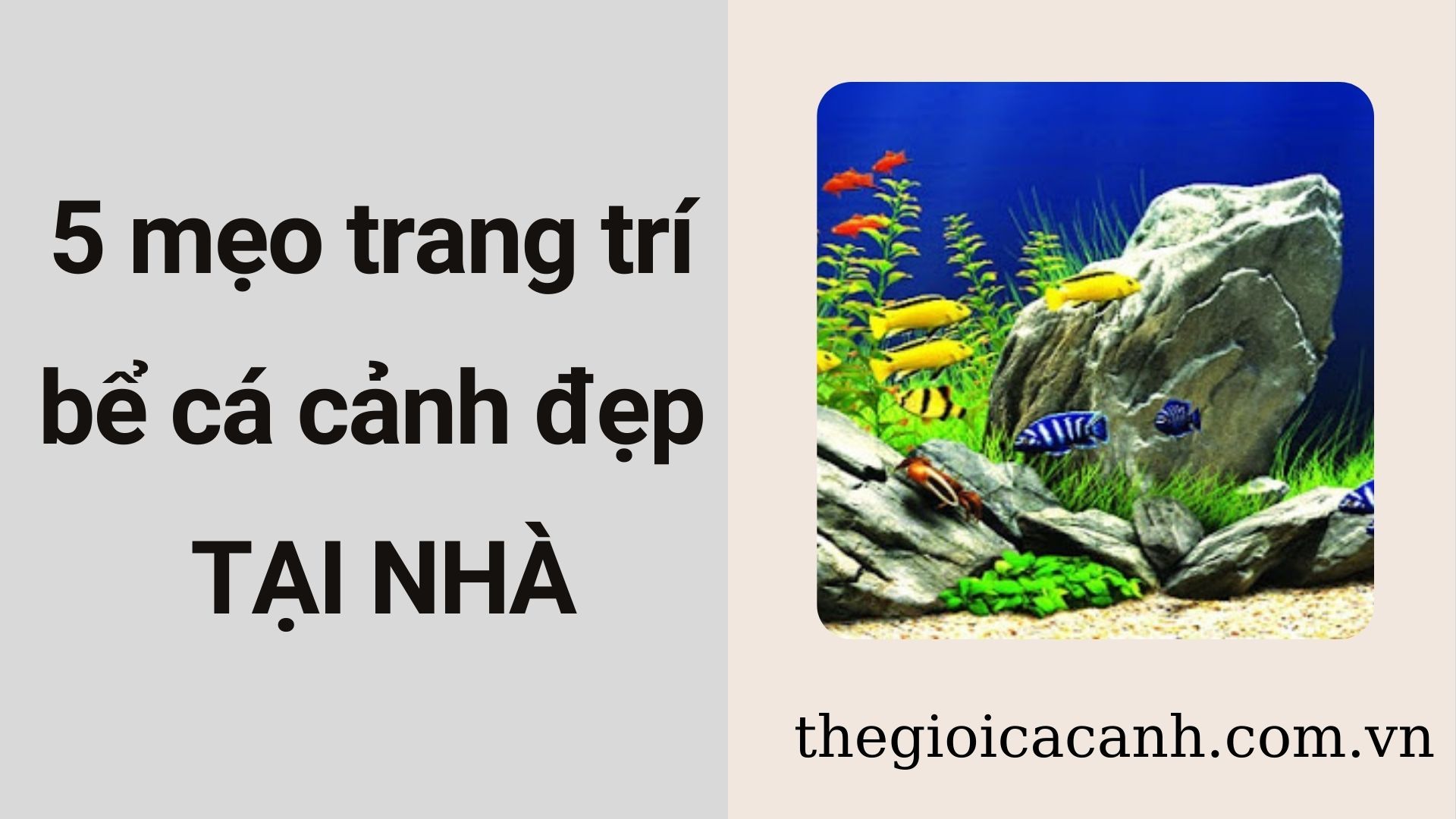 tranh 3d dán bể cá giá tốt Tháng 3, 2024 | Mua ngay | Shopee Việt Nam