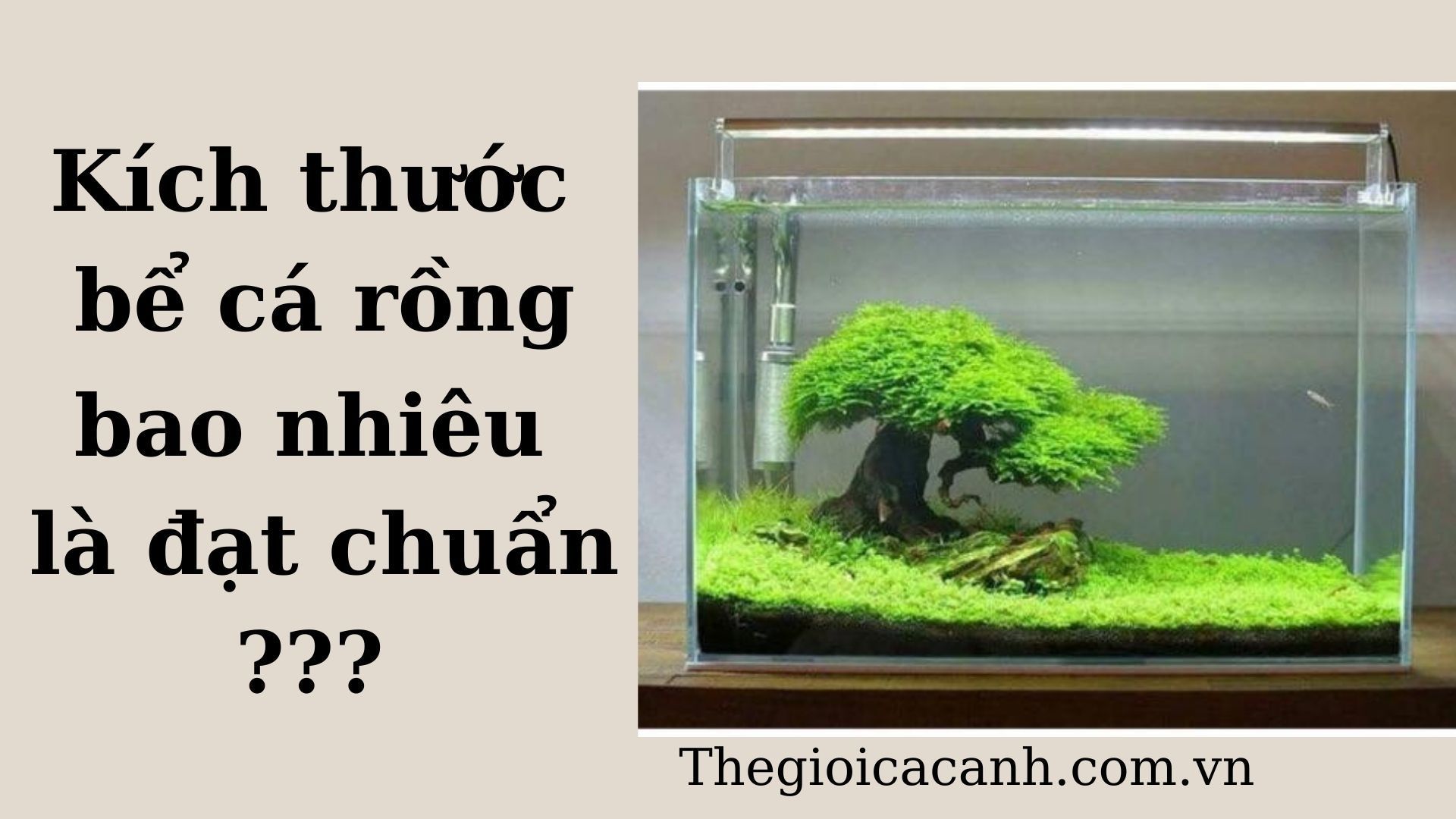 [Kích thước hồ nuôi cá rồng đạt tiêu chuẩn] Bạn đã biết chưa?