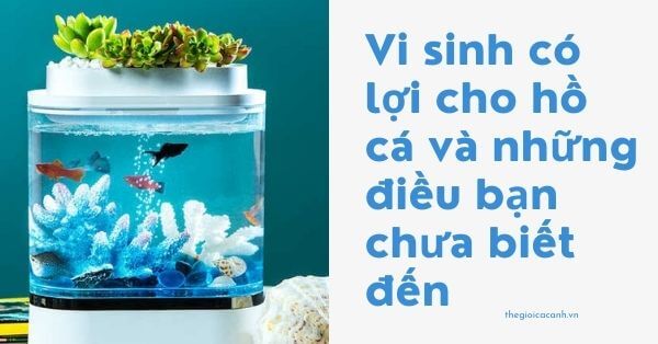 Vi sinh có lợi cho hồ cá và những điều bạn chưa biết đến