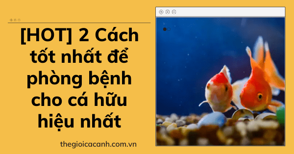 [HOT] 2 Cách tốt nhất để phòng bệnh cho cá hữu hiệu nhất