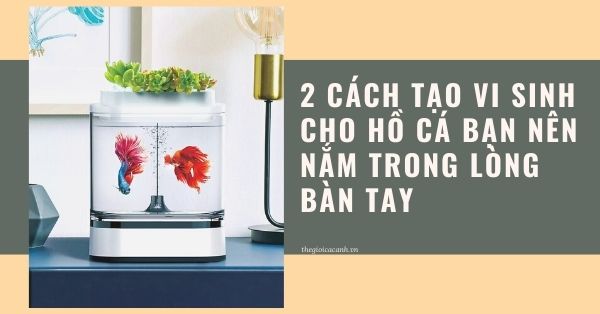 2 cách tạo vi sinh cho hồ cá bạn nên nắm trong lòng bàn tay