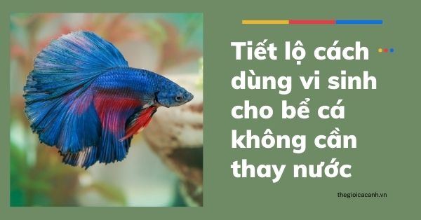 Tiết lộ cách dùng vi sinh cho bể cá không cần thay nước