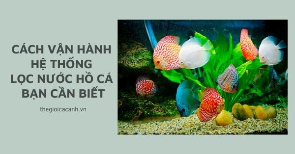 Cách vận hành hệ thống lọc nước hồ cá bạn cần biết