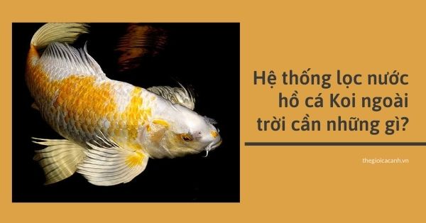 Hệ thống lọc nước hồ cá Koi ngoài trời cần những gì?