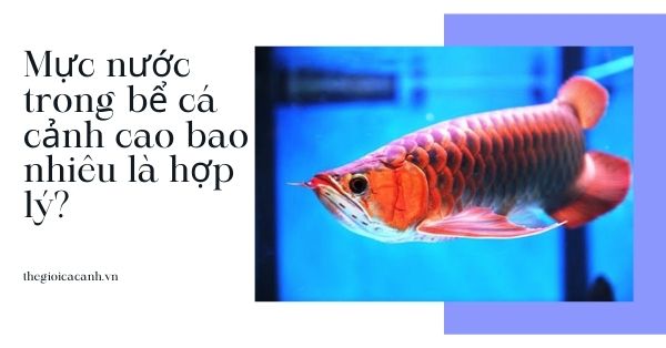 Mực nước trong bể cá cảnh cao bao nhiêu là hợp lý?