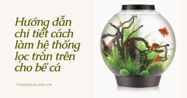 Hướng dẫn chi tiết cách làm hệ thống lọc tràn trên cho bể cá