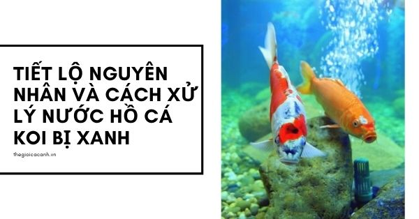 Tiết lộ nguyên nhân và cách xử lý nước hồ cá koi bị xanh