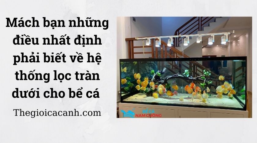 Mách bạn những điều nhất định phải biết về hệ thống lọc tràn dưới cho bể cá