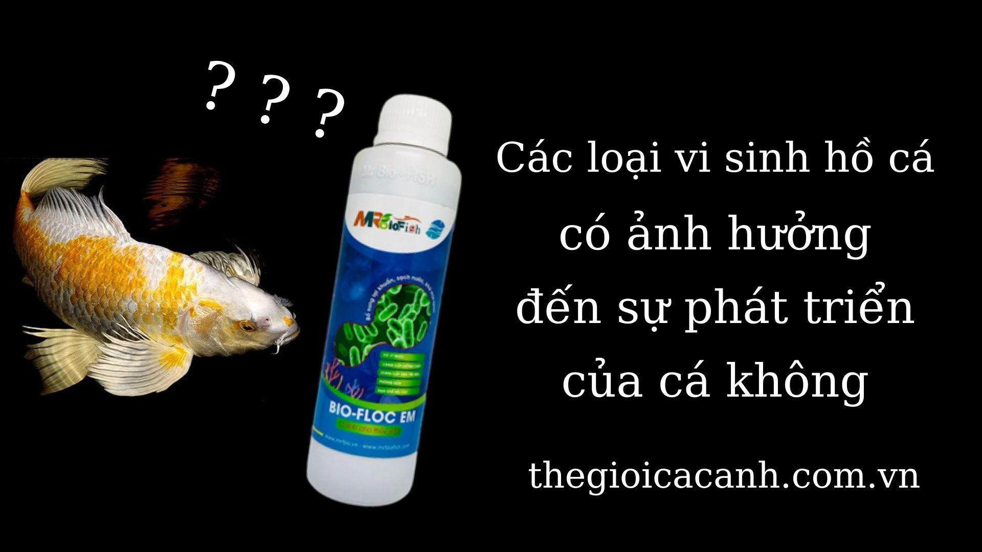 Các loại vi sinh cho hồ cá có ảnh hưởng tới sự phát triển của cá không?