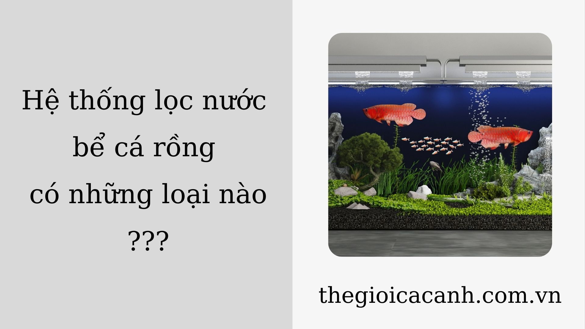 [Kiến thức] Hệ thống lọc nước bể cá rồng có những loại nào?