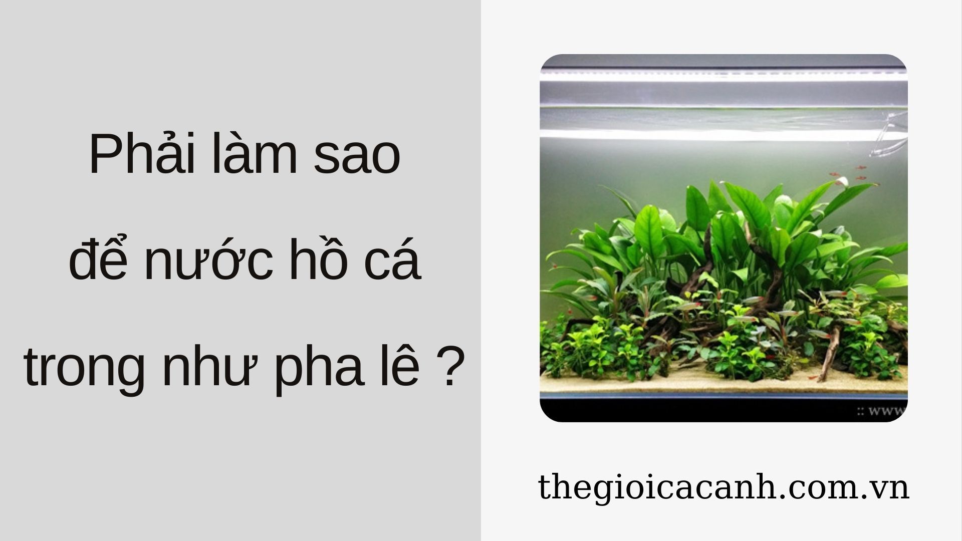 Phải làm sao để hồ nuôi cá cảnh nước trong veo như pha lê?