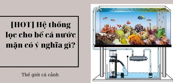 [HOT] Hệ thống lọc cho bể cá nước mặn có ý nghĩa gì?