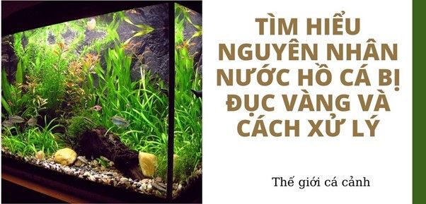 Tìm hiểu nguyên nhân nước hồ cá bị đục vàng và cách xử lý